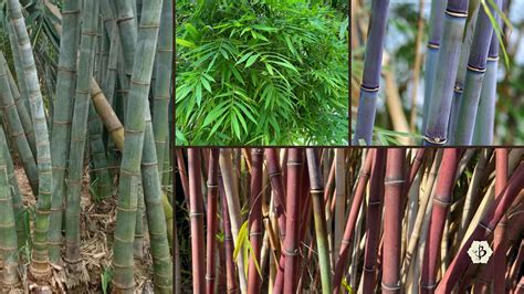 bamboo 意思|BAMBOO在劍橋英語詞典中的解釋及翻譯